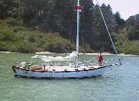 Pelican